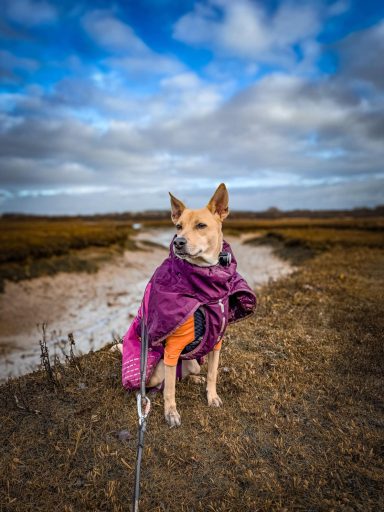 west highland way scotland walking holidays dogs